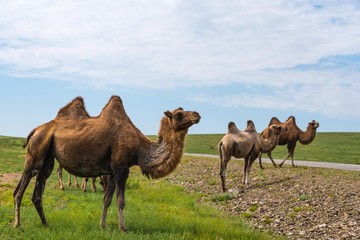Baktrische Kamele in der mongolischen Steppe