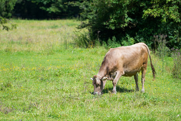 Naklejka na ściany i meble cattle cow grazing on countryside fresh green meadow