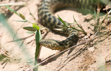 snake in the nature