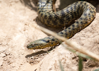 snake in the nature
