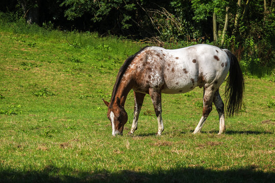 spotted appaloosa horse in white and brown grazes on the green pasture