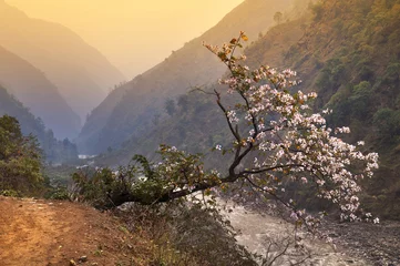 Poster Blossoming magnolia over break near narrow mountain track in Him © Belozorova Elena