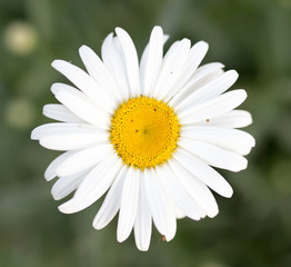 Obraz premium Flowers white daisies on nature