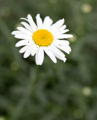 Fototapeta premium Flowers white daisies on nature