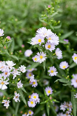 small blue flowers in nature