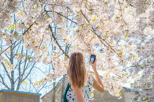Caucasian woman female young girl take measure record sound camera device sakura japan cherry tree bloom