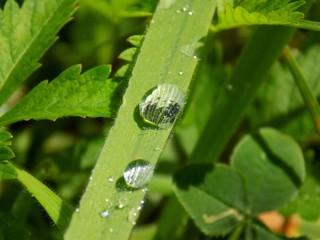 Rain drops on grass blade after rain