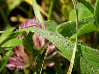 Rain drops on grass blade after rain