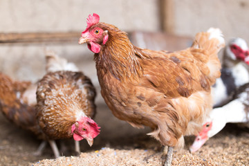 red chicken on a farm in nature