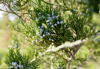 Beautiful branch of a thuja on nature