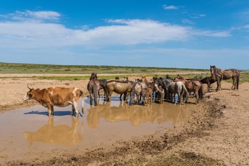 Fototapeta na wymiar Rind und Pferde im Schlammbad in der Steppe