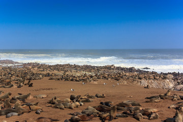 Fototapeta na wymiar Cape fur seals on the beach of Cape Cross
