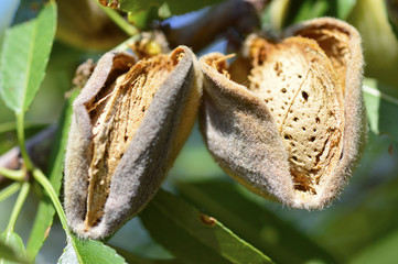 Almond  on  tree.