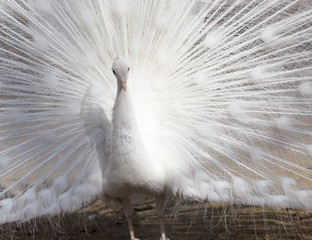 Naklejka premium Portrait of the beautiful male white peacock with spread tail feathers