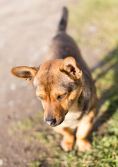 beautiful dog portrait in nature