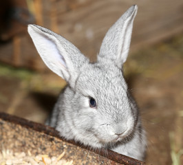 beautiful rabbit on the farm