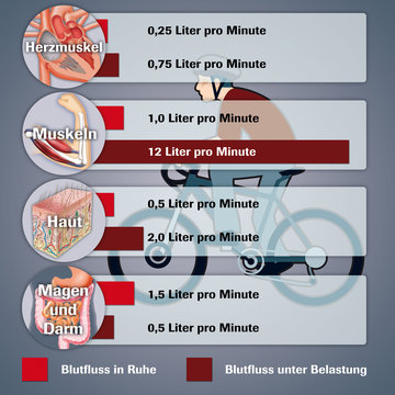 Blutfluss im K&ouml;rpergewebe
