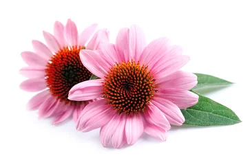 Photo sur Plexiglas Fleurs Fleurs d& 39 échinacée se bouchent