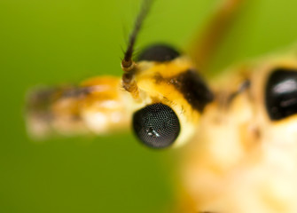 Mosquito in nature. macro