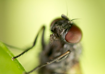 Portrait flies in nature. macro