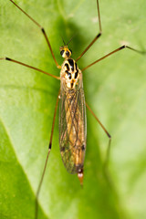 Mosquito in nature. macro