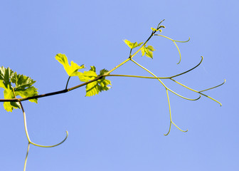 young grape mustache outdoors