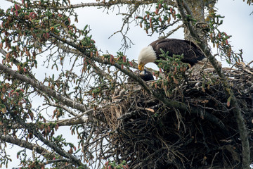 Bald eagle nest in Alaska