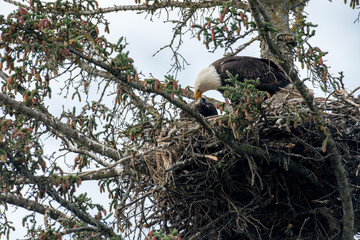 Bald eagle nest in Alaska