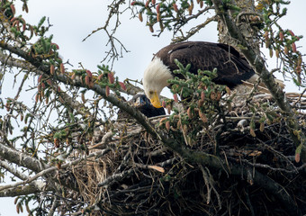 Bald eagle nest in Alaska