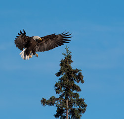 bald eagle landing in a tree