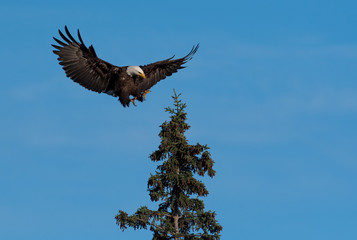 Obraz premium bald eagle landing in a tree