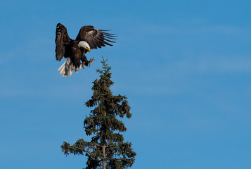 bald eagle landing in a tree