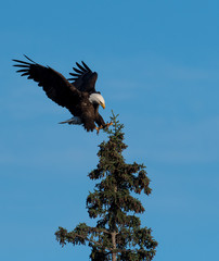 bald eagle landing in a tree