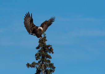 bald eagle landing in a tree