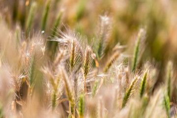 Dry ears on grass outdoors