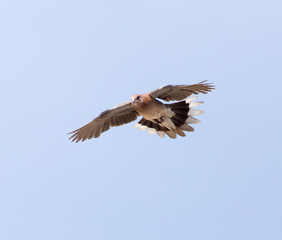 Dove in flight against a blue sky