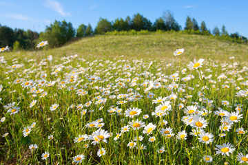 The hill with camomiles a summer joyful landscape.