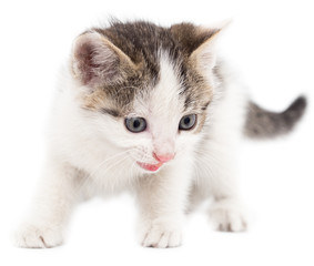little kitten on white background