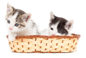 Fototapeta na wymiar two kittens in a basket on a white background