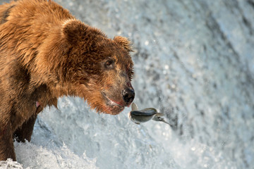 Plakat Alaskan brown bear attempting to catch salmon