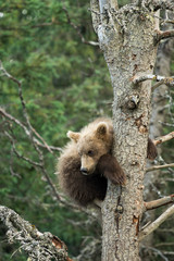 Cute Alaskan brown bear cub