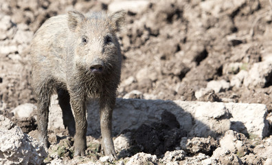 wild boar in the mud in the zoo