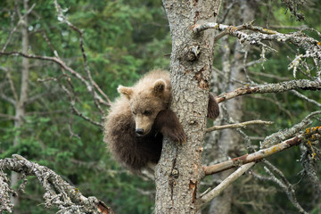 Cute Alaskan brown bear cub