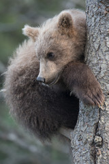 Obraz premium Cute Alaskan brown bear cub