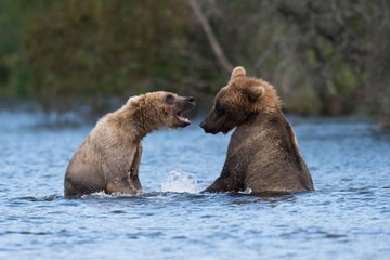 Obraz premium Two Alaskan brown bears playing