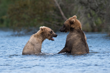Two Alaskan brown bears playing