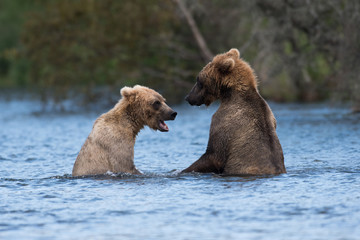 Obraz premium Two Alaskan brown bears playing