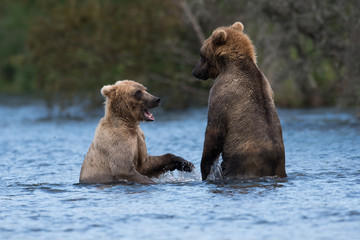 Obraz premium Two Alaskan brown bears playing