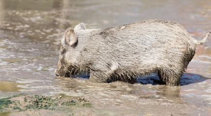 wild boar in the mud in the zoo