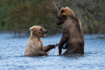 Two Alaskan brown bears playing